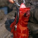 ワームへの偏見 エビカニパターンならホッグ系?小魚パターンならシャッドテール系?