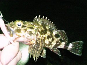 201505185